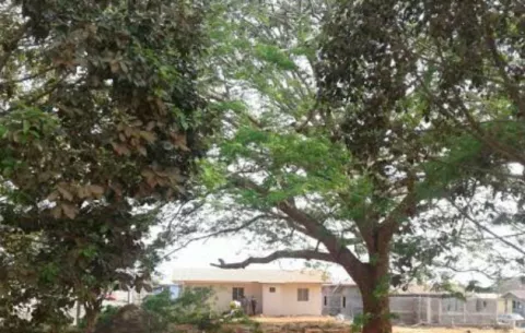 Acuerdan no talar árbol centenario en La Arena de Chitré
