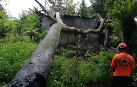 Árbol cae sobre vivienda en David, tras registrarse fuertes lluvias 