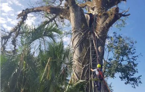Jornalero es rescatado arriba de enorme árbol en Santiago de Veraguas
