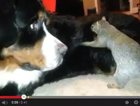 VIDEOS más lindos de la semana: Ardillas, bebés y perros