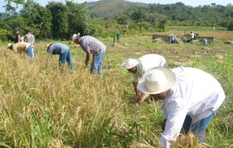 Productores de Arroz sostienen que el Gobierno aún les adeuda