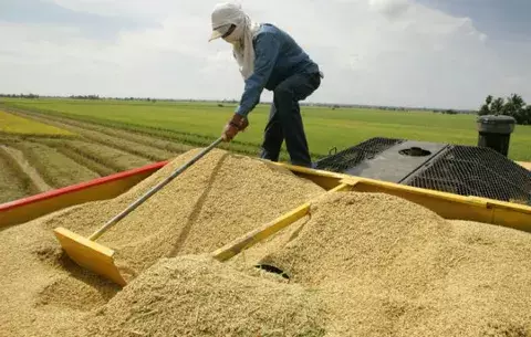 Productores de arroz salen a las calles a exigir el pago de $30 millones 