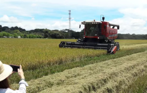 Importaciones y compensación de los $7.50 mantienen en alerta a productores de arroz