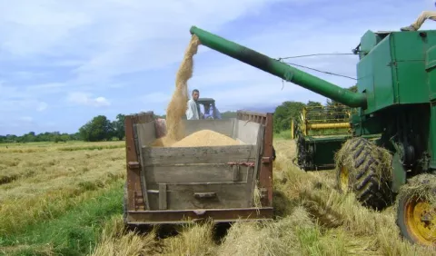 Panamá podría ser autosostenible en la producción de arroz en seis años
