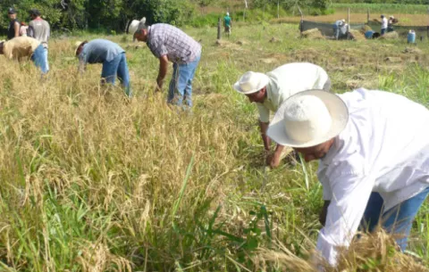 Productores piden al Gobierno buscar fondos necesarios para pagar a tiempo zafra 2019-2020
