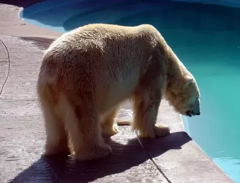 Preocupados por el oso polar en el desierto