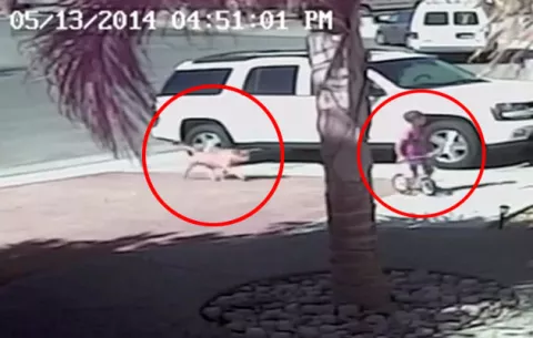 VIDEO Gato valiente salva a niño de ataque de perro