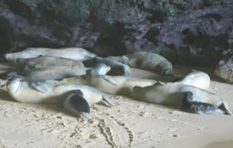 ¡Brutal! Seis cachorros de foca son hallados sin cabeza en Nueva Zelanda