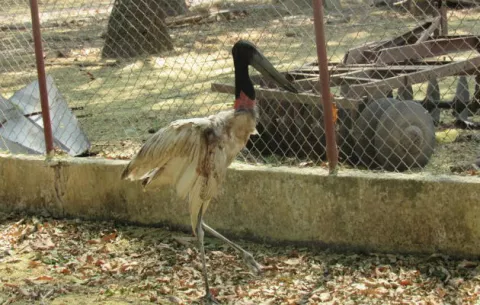 Rescatan aves exóticas atacadas por cazadores ilegales