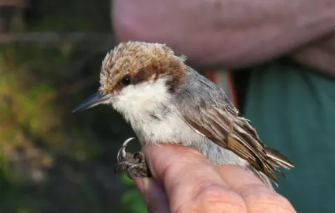 Identifican la verdadera amenaza de las aves