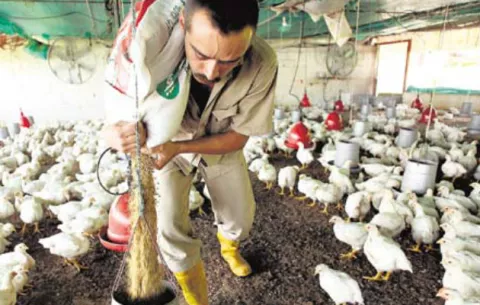 Avicultores se preparan para exportar sus productos  a China 
