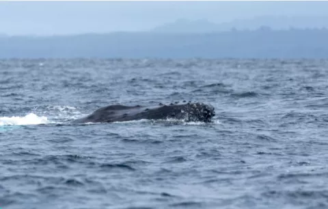 Avistamiento de ballenas, una atracción turística