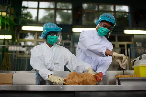 Aumenta la alarma en China al revelarse nueva cepa de gripe aviar