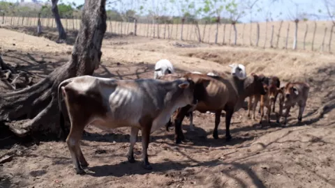 Cerca del 60% de los pozos de la región de Azuero están secos por la sequía
