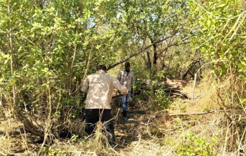 Decomisan estacones de mangle talados de forma ilegal en Parita