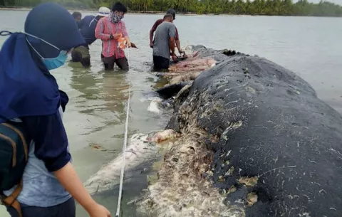 ¡Impresionante! Localizan ballena muerta en Indonesia con casi 6 kilos de plástico en su estómago