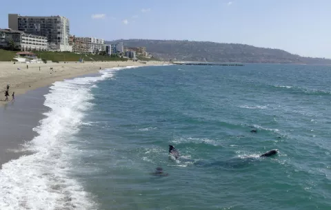Ballena gris monta espectáculo en playa de sur de California