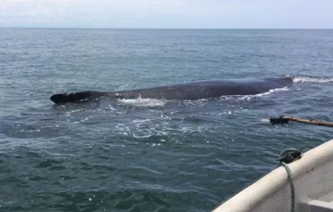Liberan ballena atrapada en una red de pesca cerca de la playa El Uverito