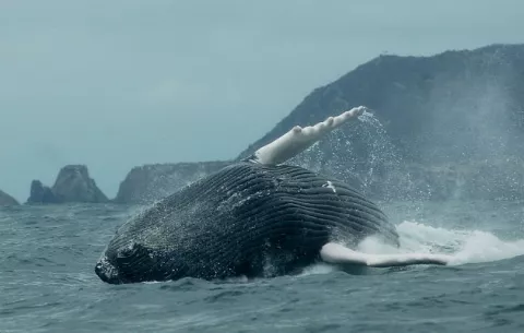 La ballena y el atún casi igual de eficientes en el uso de energía al nadar