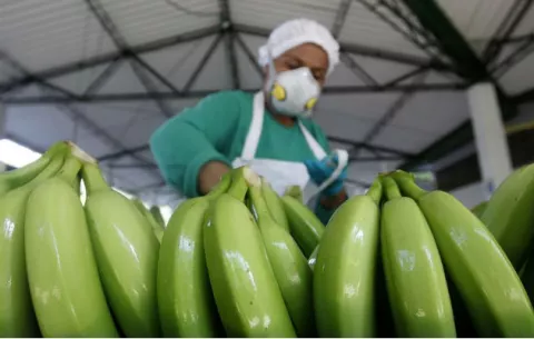 Colombia aplica varios controles fitosanitarios para proteger plantaciones de plátano y banano