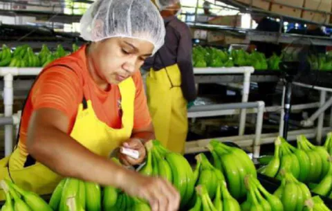 Banano producido en Barú se comercializará en Estados Unidos