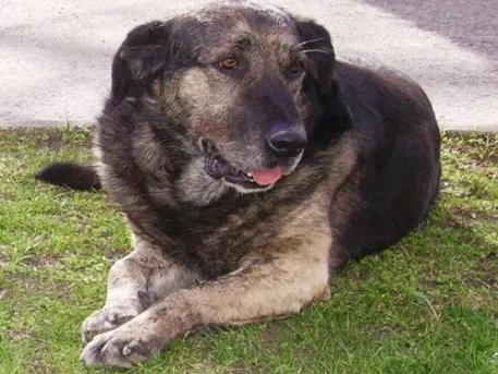Una estatua para Beni, el perro fiel que esperó diez años a su amo muerto