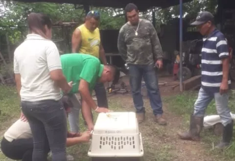 Presencia de boas constrictor en las zonas residenciales preocupa a la población 