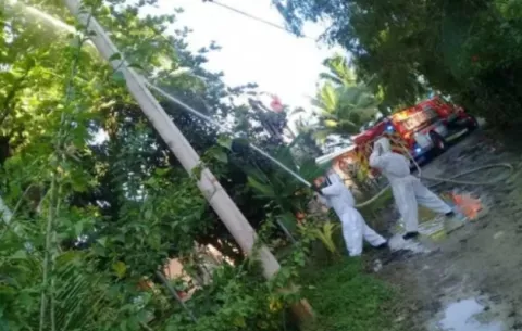 Familia en Dolega es atacada por abejas africanizadas