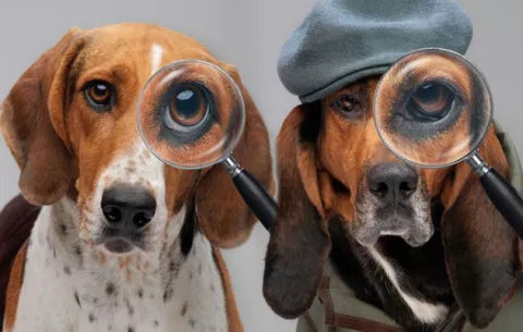 National Geographic presenta nueva serie para encontrar mascotas perdidas 