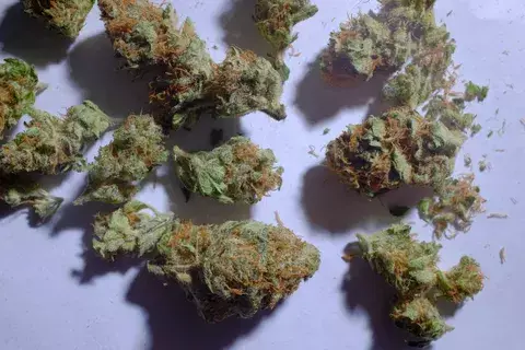 Colorado: Cepa de marihuana da esperanza a padres 