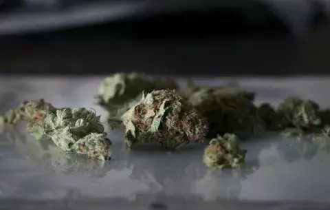 Senadores mexicanos piden legalizar el uso de la marihuana con fines médicos