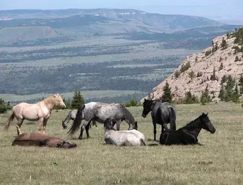 Caballos salvajes resultan ser un "peste" muy listo en EEUU