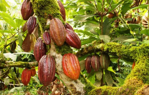 Promoverán  el cacao, producto de  El Salvador  
