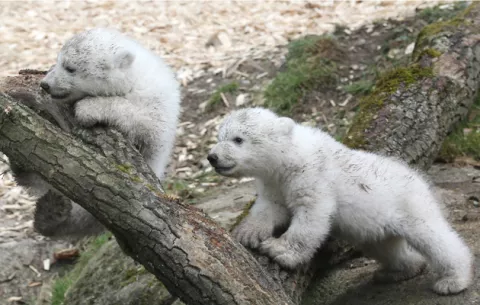 Cachorros de oso polar hacen su debut como estrellas