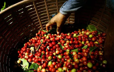 Centroamérica busca unirse para enfrentar problemas del sector cafetalero