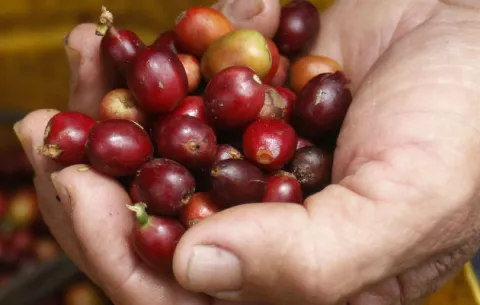 La producción de café en Colombia subió en abril pasado
