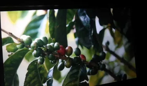 Café Geisha, atractivo turístico del país 