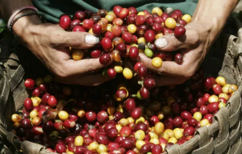 Guatemala pone en vigencia una ley para la reactivación económica del café