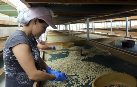 Panamá lanza documental sobre uno de los cafés más finos del mundo: El Geisha