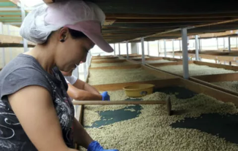 Crisis del café en el estado mexicano de Chiapas provoca éxodo de campesinos