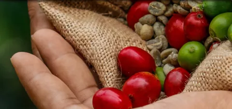 Presentan  'Geisha, una historia de altura', un documental panameño