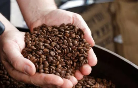 Producción de café está amenazada 