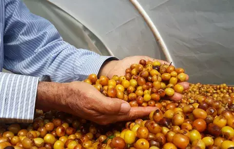 ¿Te gusta el café?, la próxima semana se realizará el Panamá Coffee Weekend 