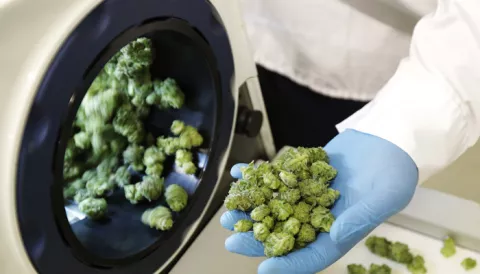 El 70 por ciento de los canadienses apoya o acepta la legalización de la marihuana