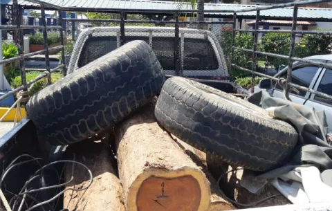 Retienen madera de Cocobolo talada ilegalmente en la provincia de Los Santos