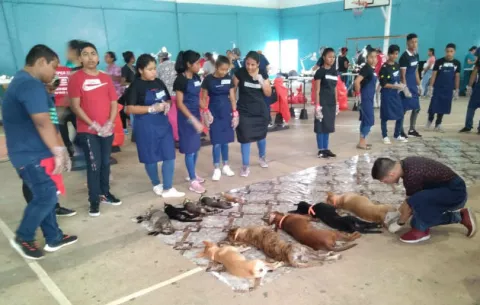  Jornada de esterilización de perros y gatos en El Coco de La Chorrera