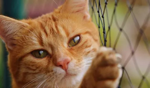 Dictarán seminario para conocer más sobre los gatos