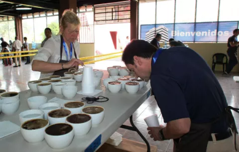 Comienza la XVIII edición de cata internacional de café panameño