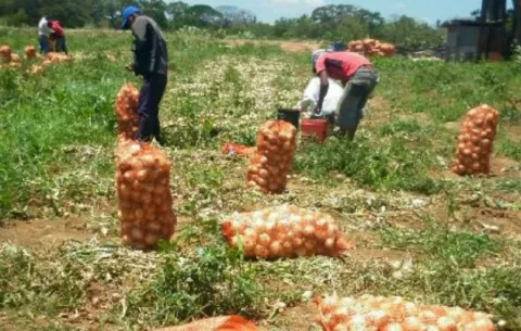 Productores: 'Cebolla nacional no es suficiente para abastecer consumo; se tendrá que importar'