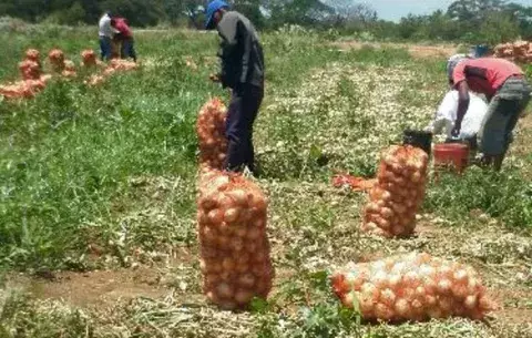Proyecto de Ley propone condonar las deudas a productores de cebolla